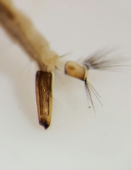 Aedes canadensis