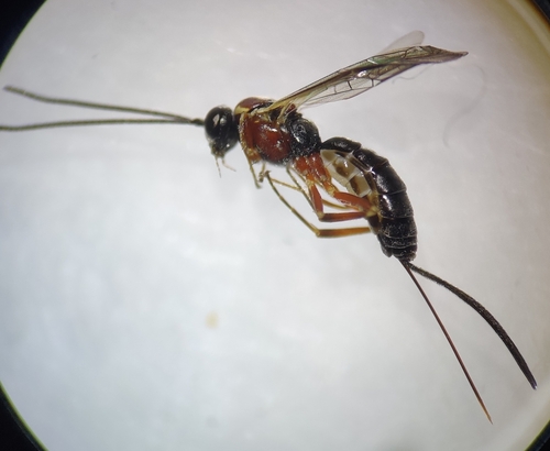 Lissonota halidayi