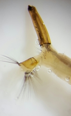 Aedes vexans