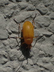 Cteniopinus hypocrita