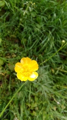 Ranunculus acris