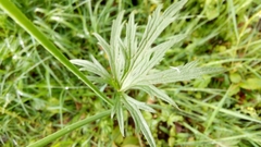 Ranunculus acris