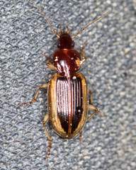 Agonum pallipes