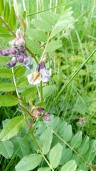 Vicia sepium