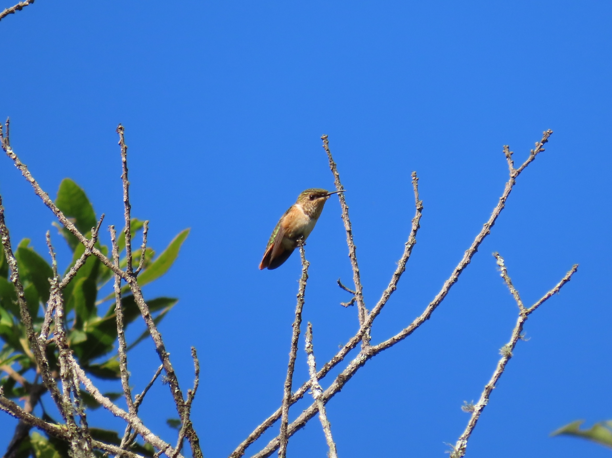 Wine-throated Hummingbird (Selasphorus ellioti), photo 6
