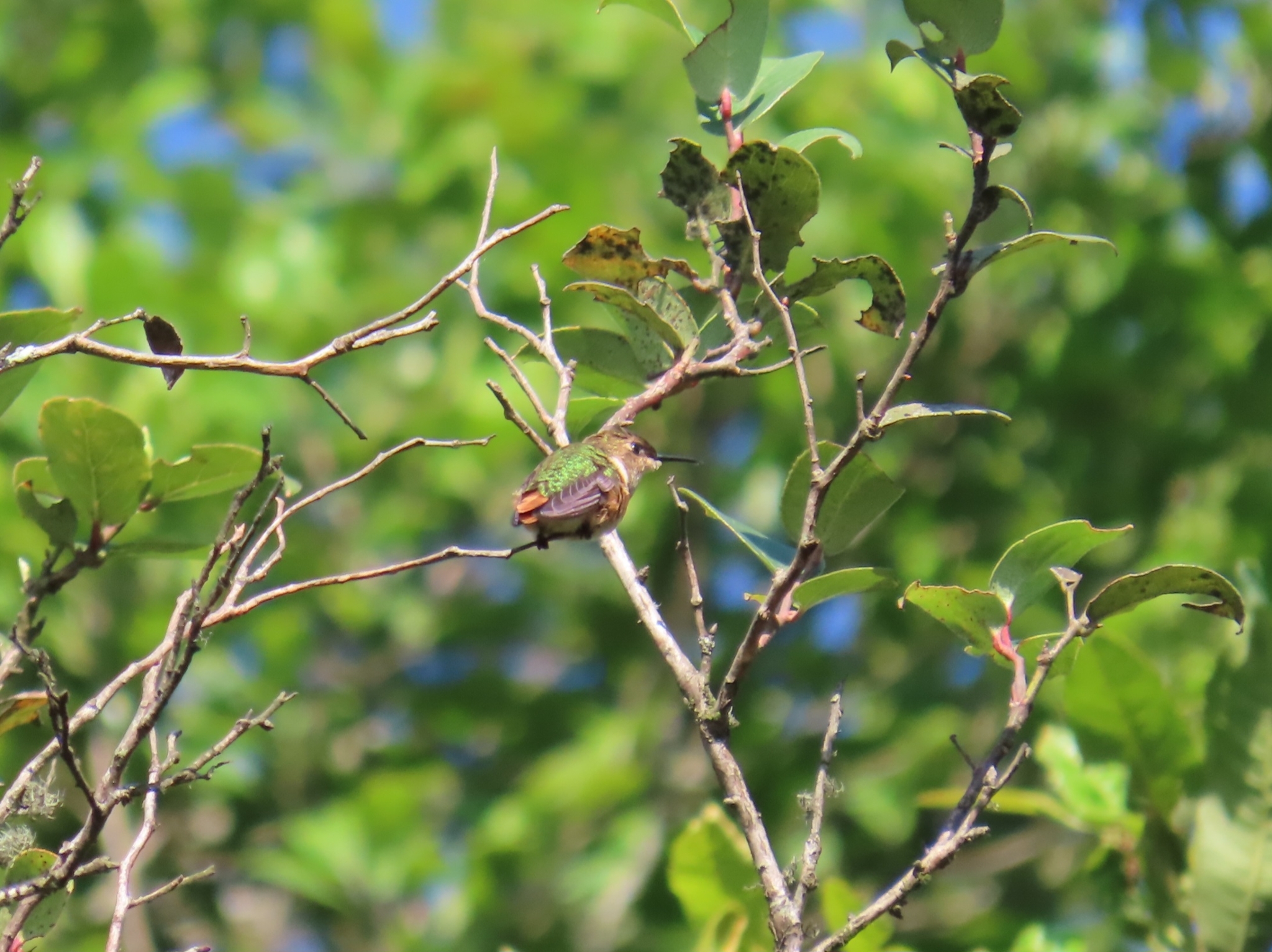 Wine-throated Hummingbird (Selasphorus ellioti), photo 7