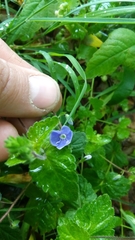 Veronica chamaedrys