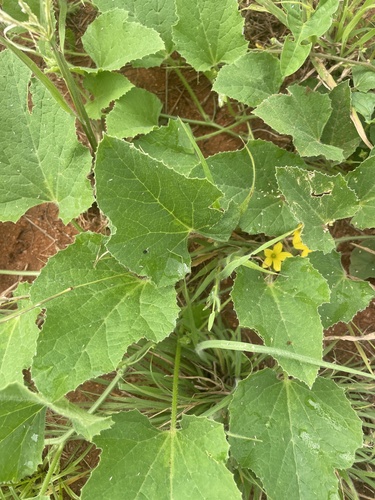 Teasel Gourd