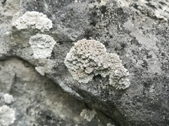 Alyxoria sierramadrensis
