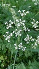 Anthriscus sylvestris