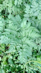 Anthriscus sylvestris