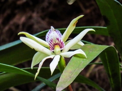 Prosthechea baculus
