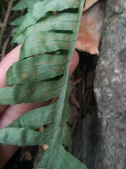 Polypodium plesiosorum