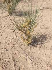 Ephedra strobilacea
