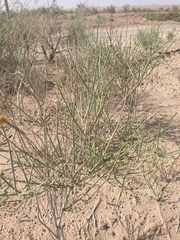 Ephedra strobilacea