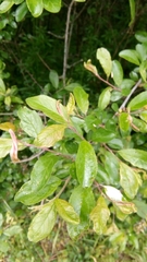 Prunus spinosa