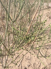 Ephedra strobilacea