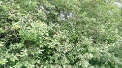 Prunus spinosa