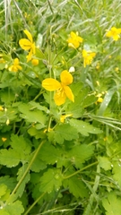 Chelidonium majus