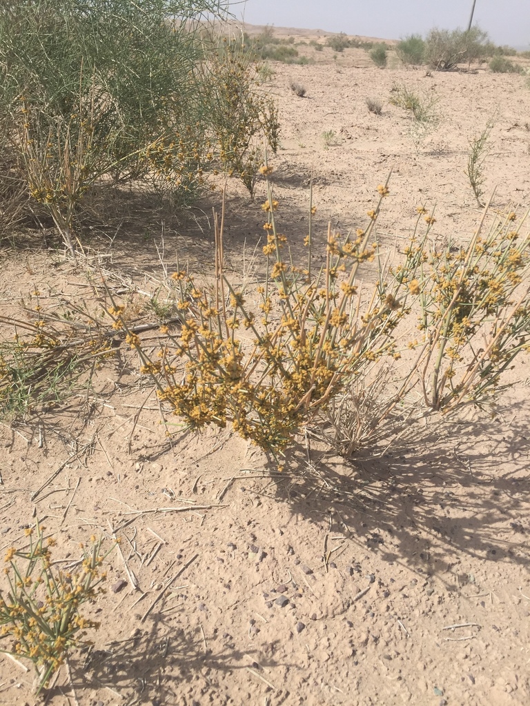 Efedra