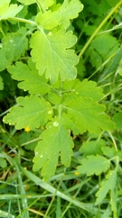 Chelidonium majus