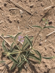 Angiospermae