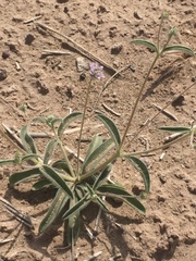 Angiospermae