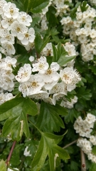Crataegus monogyna