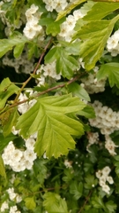 Crataegus monogyna