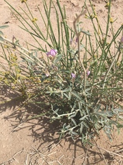 Angiospermae