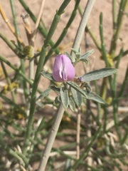Angiospermae