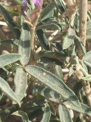 Angiospermae