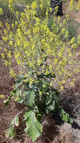 Mutarda nigra