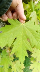 Acer macrophyllum