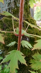 Acer macrophyllum