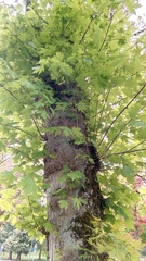 Acer macrophyllum