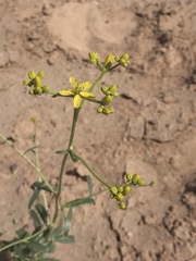 Magnoliopsida