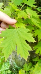 Acer macrophyllum