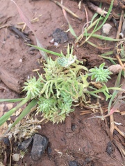 Angiospermae