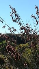 Thamnochortus spicigerus