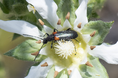 Grammoptera militaris