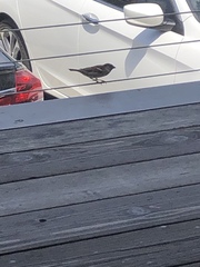 Passer domesticus