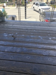Passer domesticus