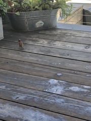 Passer domesticus