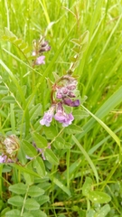 Vicia sepium