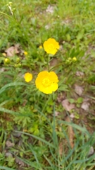Ranunculus acris
