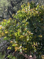 Arctostaphylos patula