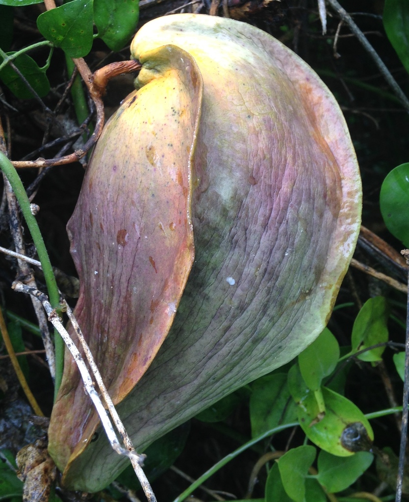 Gonolobus taylorianus