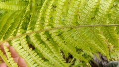Dryopteris filix-mas