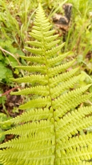 Dryopteris filix-mas